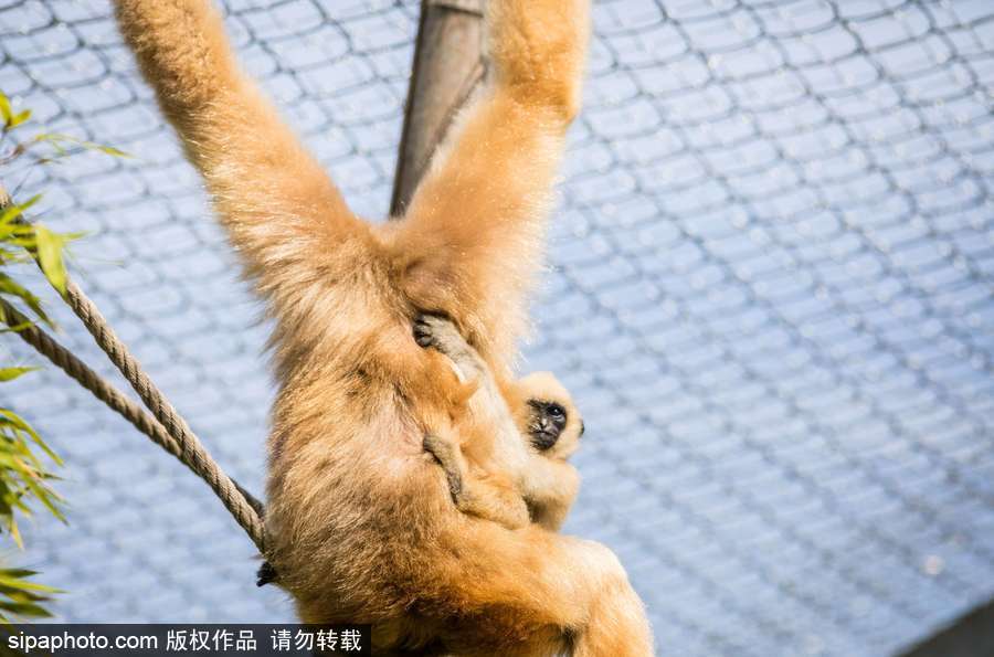 天生擺“黑臉” 里昂動(dòng)物園長(zhǎng)臂猿幼崽憨傻可愛(ài)