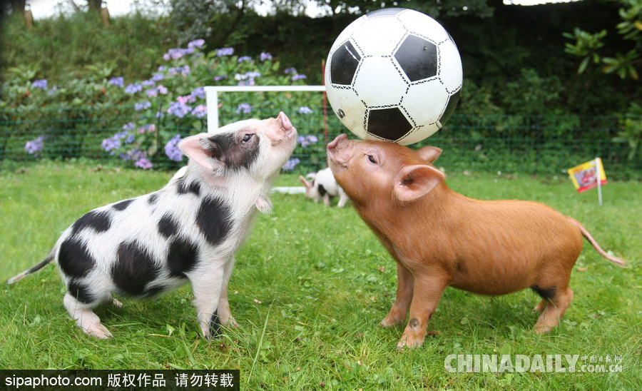 網(wǎng)紅范十足 盤點(diǎn)動物界選手“人模人樣”