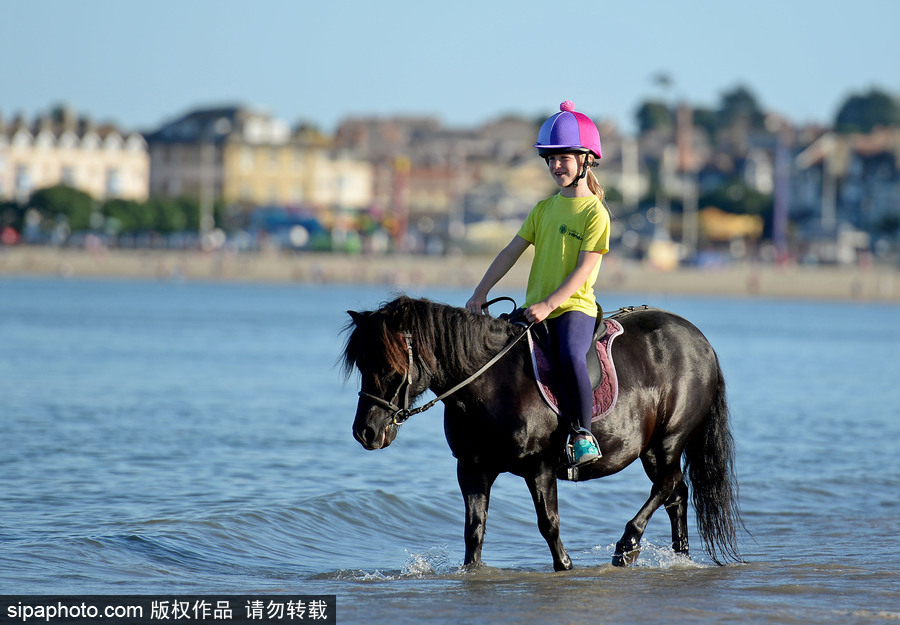 高溫來襲動物也怕三伏天 騎手牽馬兒海中行走愜意十足