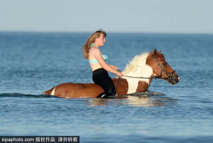 高溫來襲動物也怕三伏天 騎手牽馬兒海中行走愜意十足