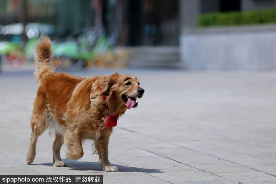太拉風(fēng)！沈陽(yáng)一金毛犬被紋眉 酷似蠟筆小新