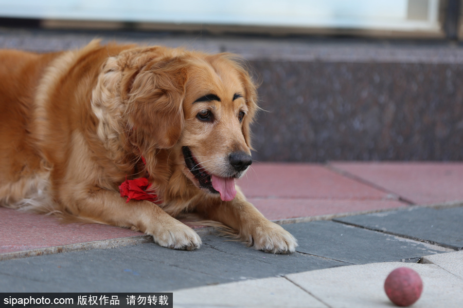 太拉風！沈陽一金毛犬被紋眉 酷似蠟筆小新