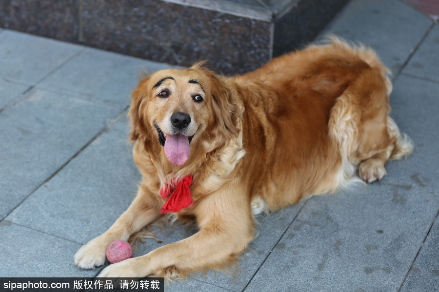 太拉風！沈陽一金毛犬被紋眉 酷似蠟筆小新