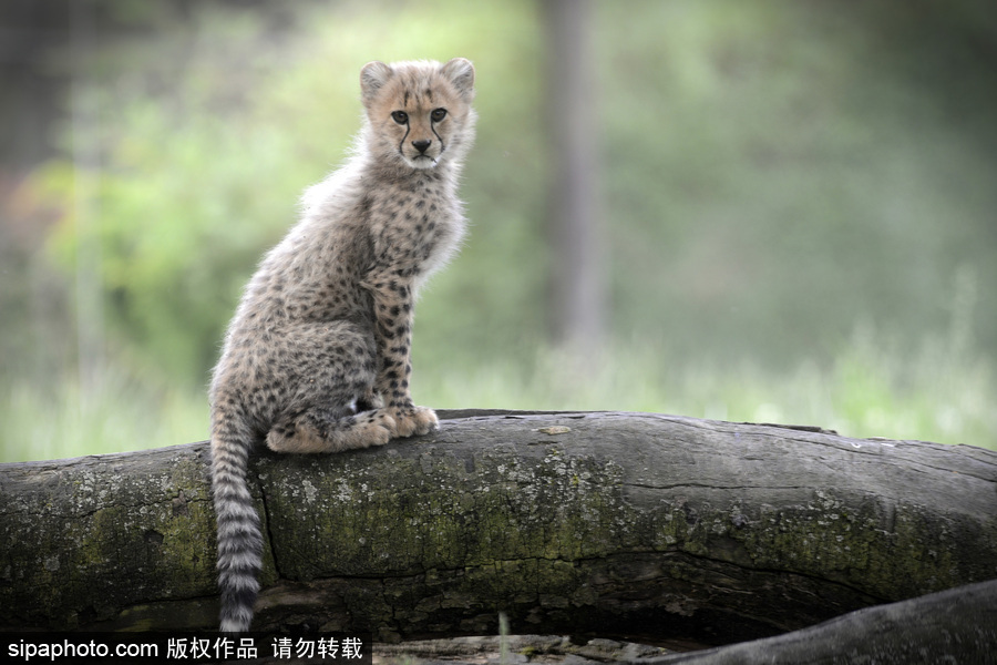 捷克動(dòng)物園內(nèi)小獵豹首次隨媽媽外出 軟萌可愛(ài)