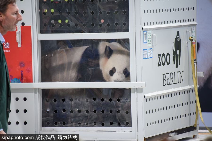中國大熊貓“夢夢”“嬌慶”抵達德國柏林 時隔五年德民眾再迎大熊貓