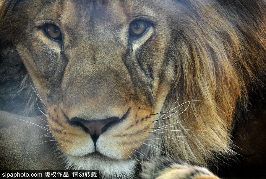 大家伙的軟萌時(shí)刻 捷克動物園里的獅子