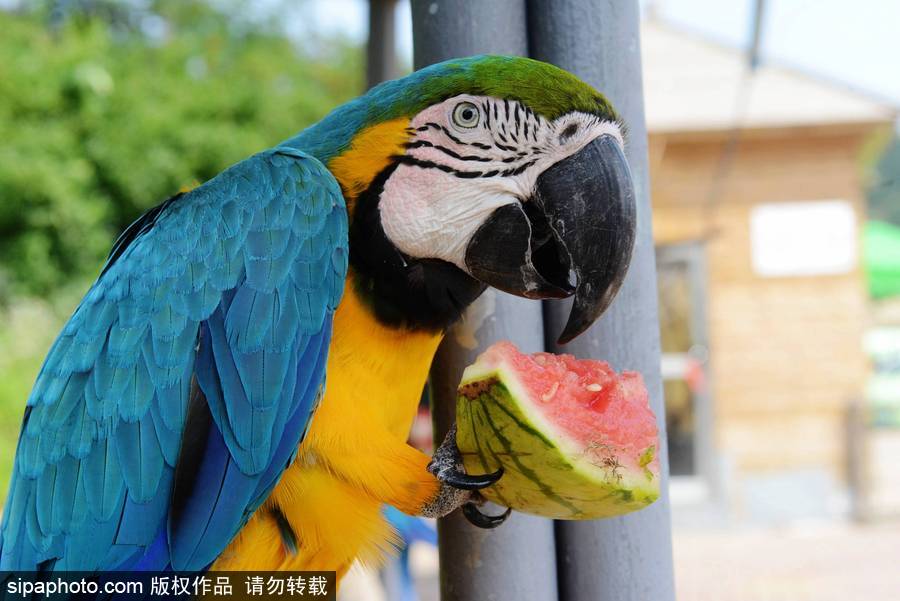 動物也瘋狂！炎炎夏日動物解暑降溫也賣萌
