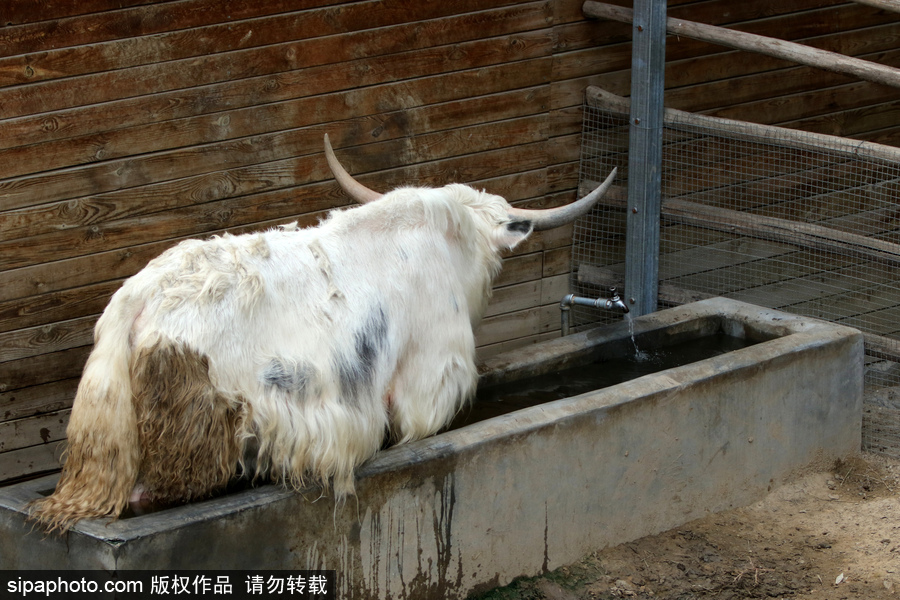 動(dòng)物也瘋狂！炎炎夏日動(dòng)物解暑降溫也賣(mài)萌