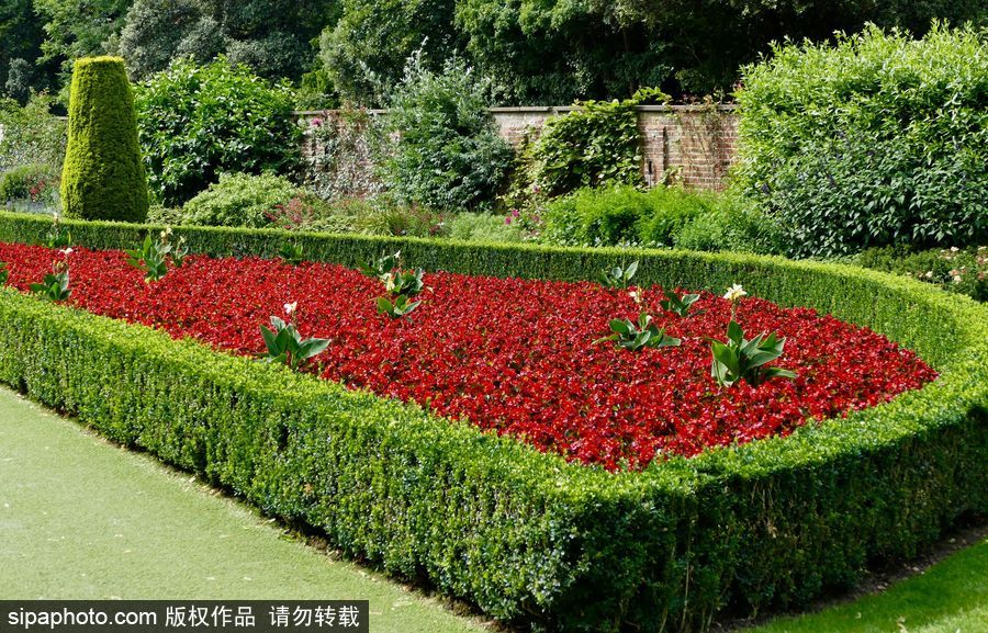 永不凋謝的鮮花 英國克萊夫登莊園內(nèi)現(xiàn)蠟質(zhì)秋海棠
