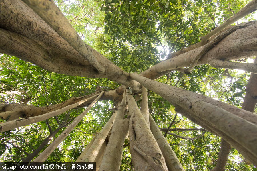 孟加拉500歲“樹怪”根部似森林 現獨木成林景觀