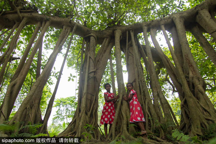 孟加拉500歲“樹怪”根部似森林 現獨木成林景觀