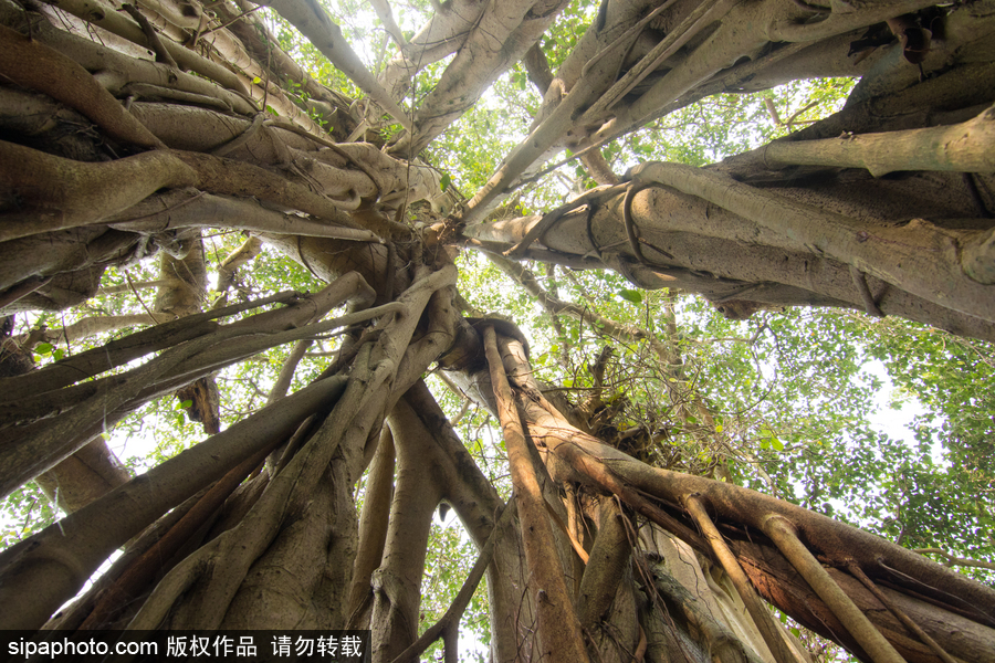 孟加拉500歲“樹怪”根部似森林 現獨木成林景觀