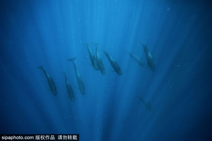 來(lái)自海洋深處的震撼力 湯加海底世界絕美大片