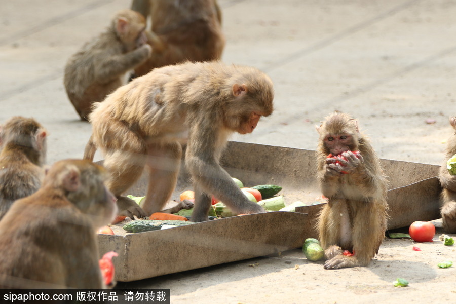 鄭州：動物避暑各出奇招 啃冰泡澡吃瓜無所不能