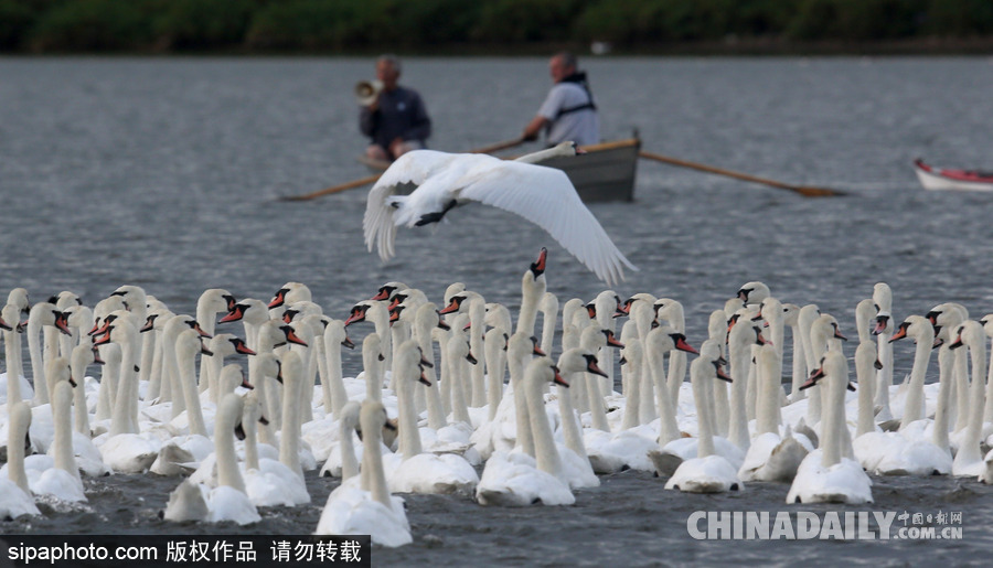 英國：白天鵝大“派對” 匯聚飼養(yǎng)場場面十分壯觀