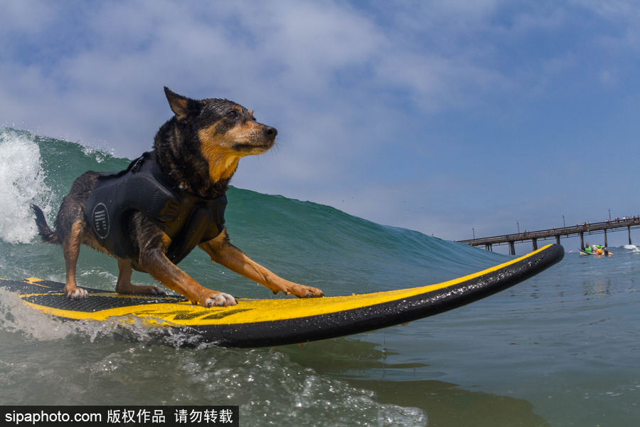 狗狗也沖浪！實拍美國加州小狗沖浪瞬間 妙趣橫生萌態十足
