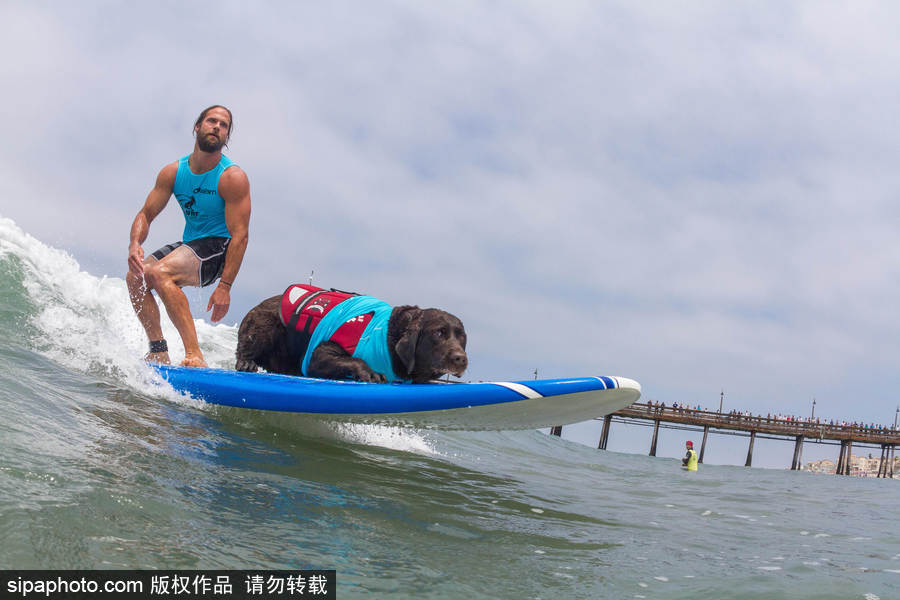 狗狗也沖浪！實(shí)拍美國加州小狗沖浪瞬間 妙趣橫生萌態(tài)十足