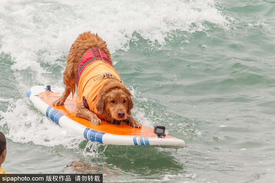 狗狗也沖浪！實拍美國加州小狗沖浪瞬間 妙趣橫生萌態十足