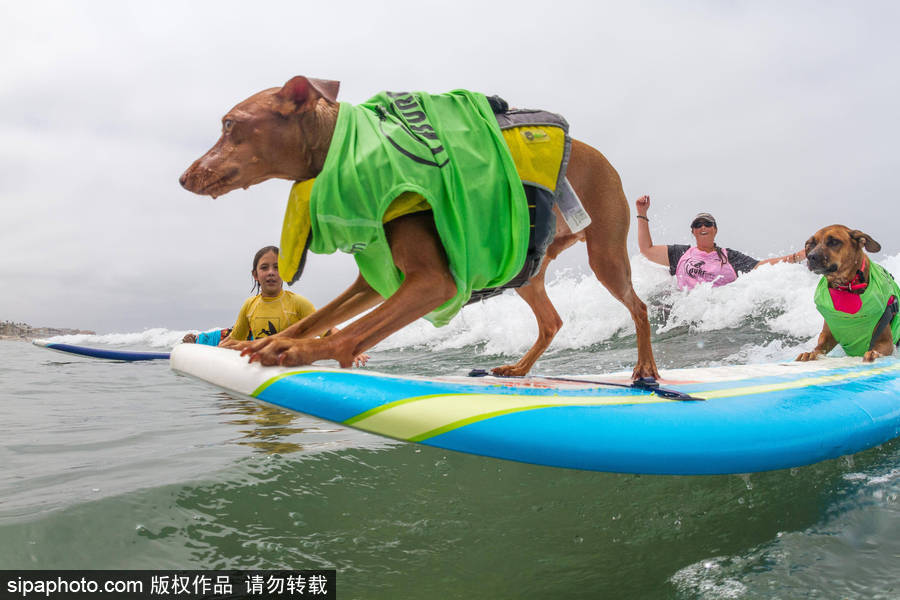 狗狗也沖浪！實(shí)拍美國加州小狗沖浪瞬間 妙趣橫生萌態(tài)十足