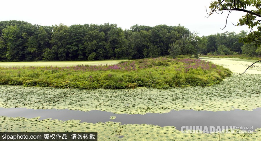 美國紐堡藍(lán)綠藻類泛濫成災(zāi) 河水散發(fā)惡臭