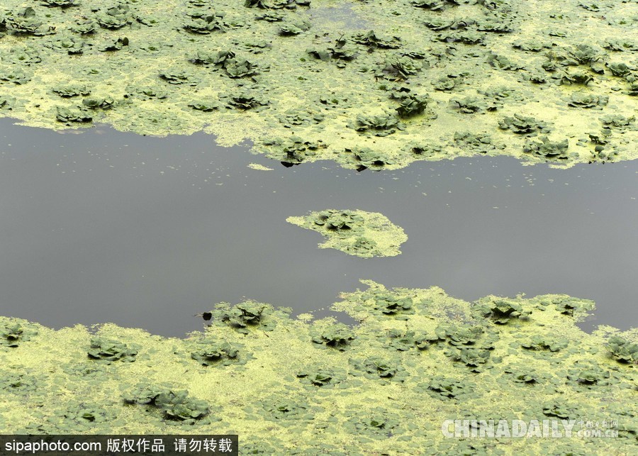 美國(guó)紐堡藍(lán)綠藻類(lèi)泛濫成災(zāi) 河水散發(fā)惡臭
