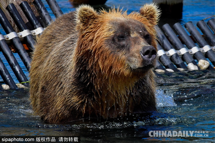 攝影師記錄棕熊捕魚(yú)瞬間 彪悍兇猛