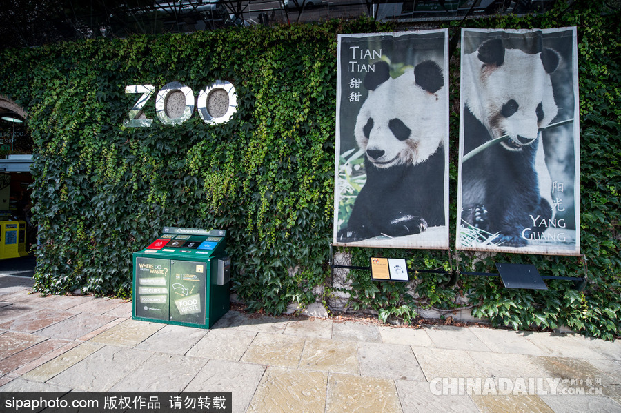 愛丁堡動(dòng)物園證實(shí)“甜甜”懷孕 期待誕下熊貓寶寶