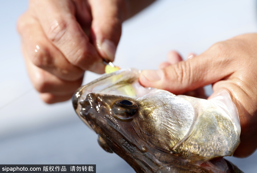 俄羅斯舉行漁船錦標(biāo)賽 伏爾加河上開(kāi)展捕魚競(jìng)技