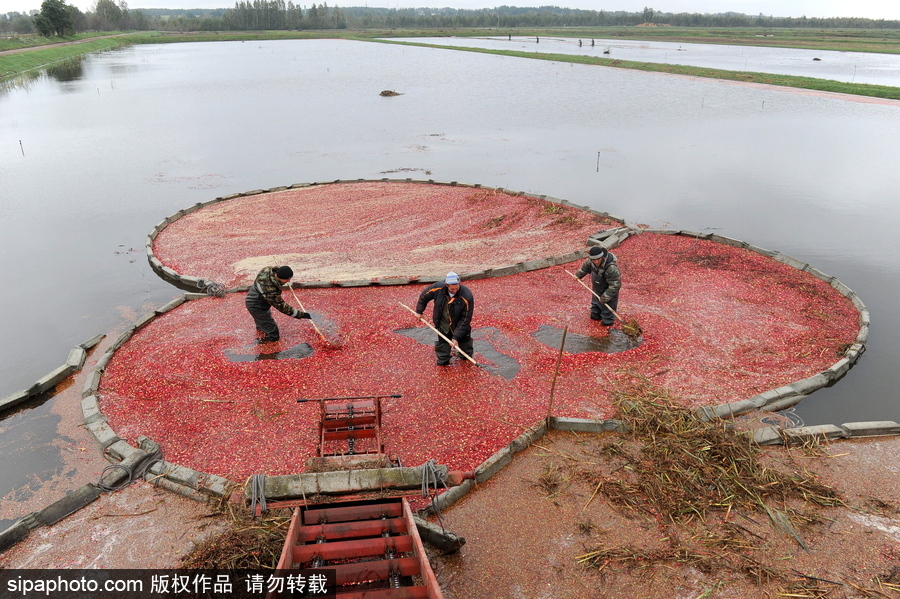 白俄羅斯布列斯特地區迎蔓越莓收獲季節 采收工作繁忙盛況空前