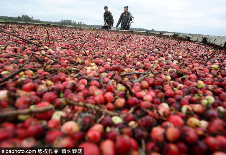 白俄羅斯布列斯特地區迎蔓越莓收獲季節 采收工作繁忙盛況空前