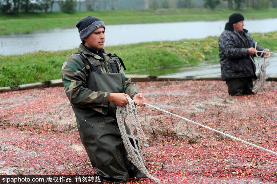 白俄羅斯布列斯特地區迎蔓越莓收獲季節 采收工作繁忙盛況空前
