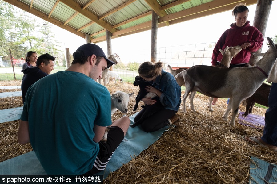 美國(guó)興起“山羊瑜伽” 羊在人身上隨意踩