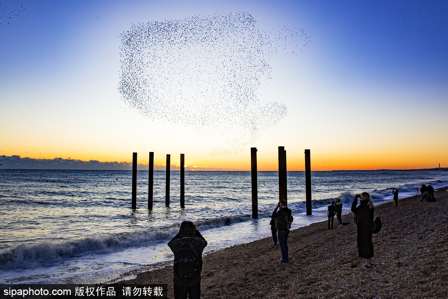 英國布萊頓：日落飛鳥 成群椋鳥掠過天空
