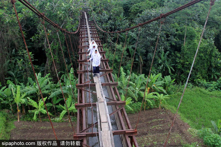 印尼學生驚險上學路 超窄木板吊橋穿叢林