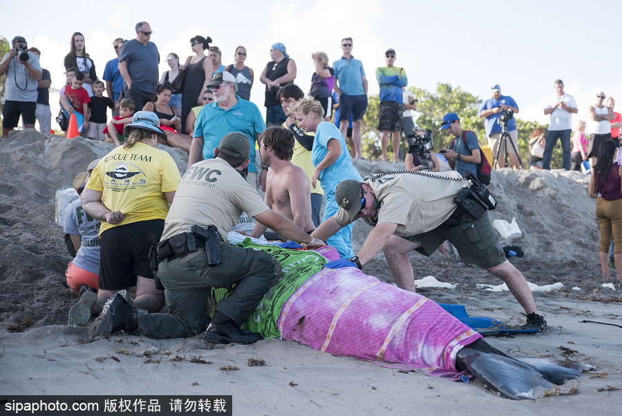 一只幼年抹香鯨擱淺美國(guó)海灘 眾人合力搶救