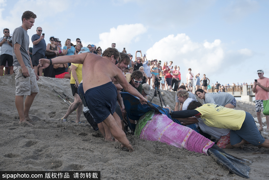 一只幼年抹香鯨擱淺美國海灘 眾人合力搶救