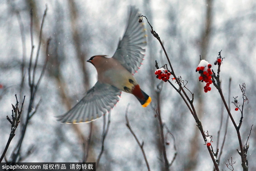 自然合奏曲！俄羅斯伊凡諾沃初冬皚皚白雪干凈純粹