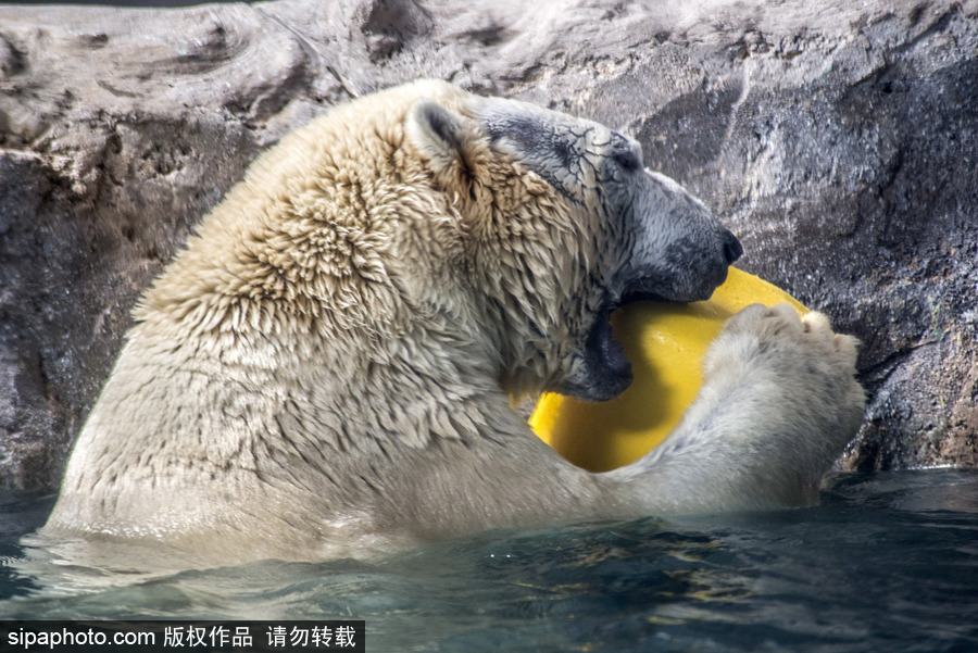 探訪巴西水族館中的北極熊 水中嬉戲玩耍萌態畢露