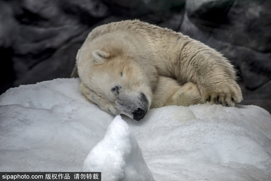 探訪巴西水族館中的北極熊 水中嬉戲玩耍萌態畢露