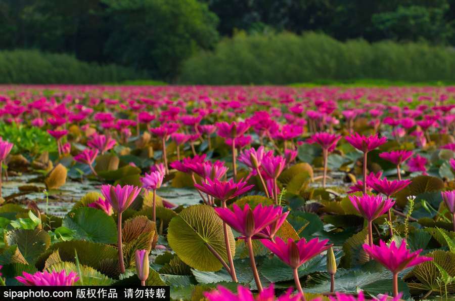孟加拉國“睡蓮水道” 徜徉花海景象絕美