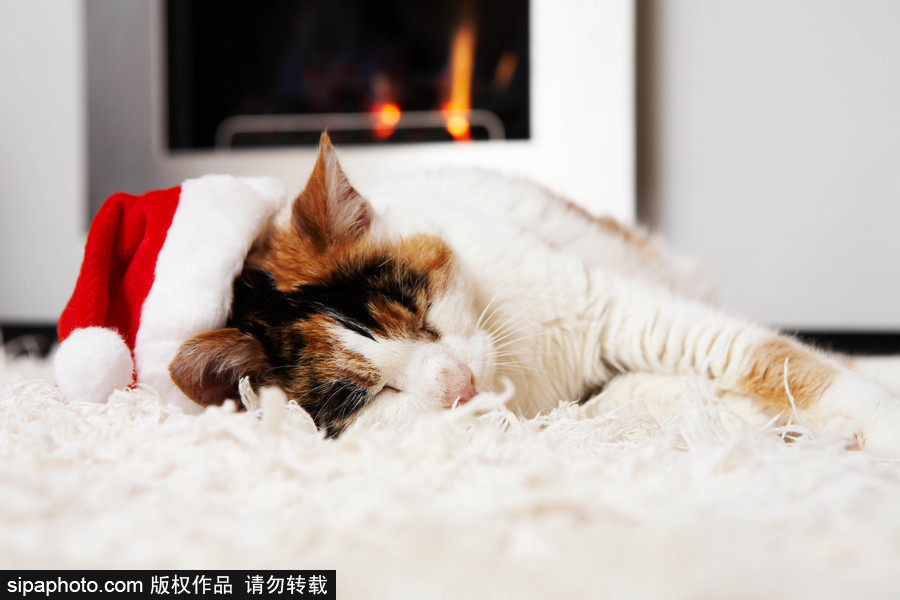 主人看我夠萌嗎？ 盤點(diǎn)萌寵系列圣誕照