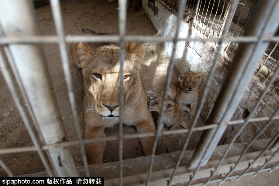 加沙一動(dòng)物園瀕臨倒閉 無(wú)奈出售獅子