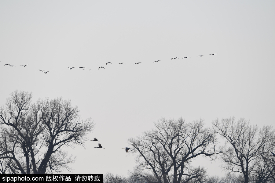 世界上最大的遷移之一 攝影實拍內(nèi)布拉斯加州沙丘鶴大遷徙