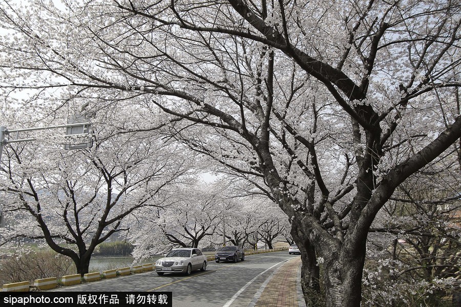 河?xùn)|十里櫻花路！韓國河?xùn)|郡櫻花盛放春意醉人