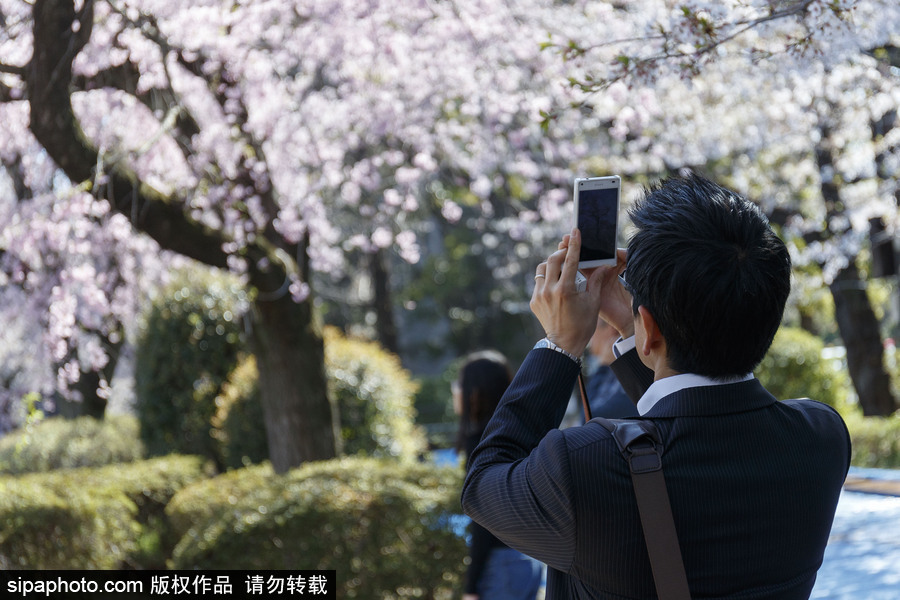 日本東京櫻花進入盛開期 游人如織暢游花海