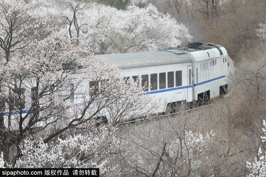 北京現(xiàn)最美列車線！居庸關小火車穿越“花海”美如仙境