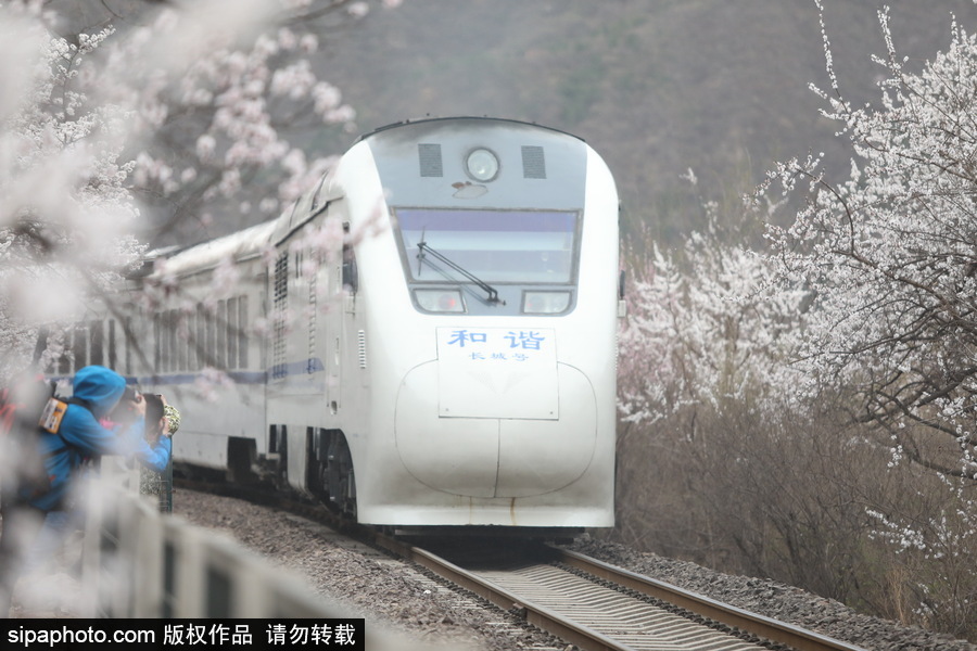 北京現(xiàn)最美列車(chē)線(xiàn)！居庸關(guān)小火車(chē)穿越“花海”美如仙境