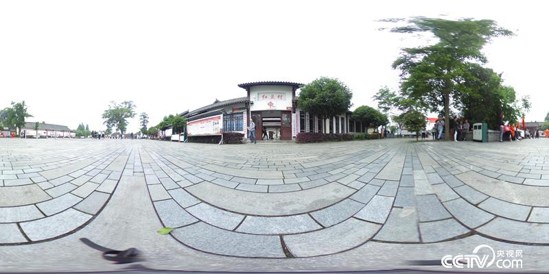 【汶川地震十年】千年紅豆樹(shù) 震后發(fā)新枝