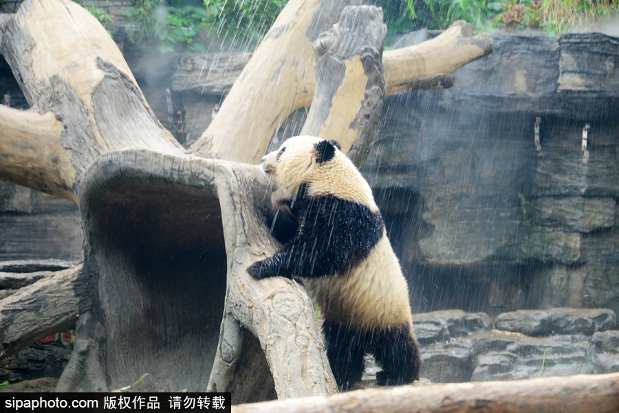 京城昨日創入夏最高氣溫 大熊貓淋浴降溫