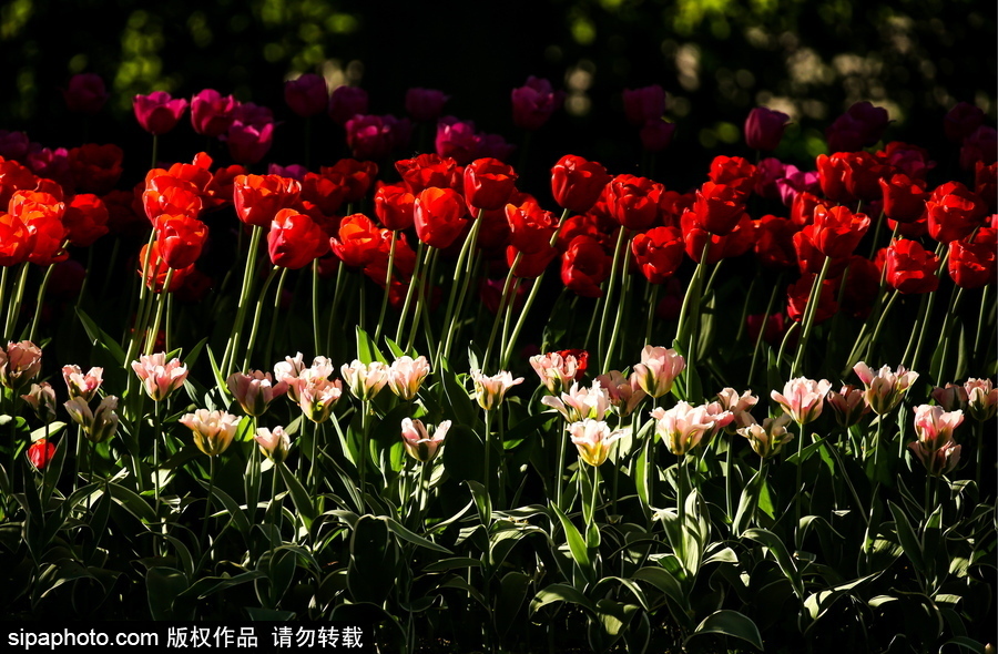 郁金香花節在俄羅斯圣彼得堡舉行 五顏六色花海迎客